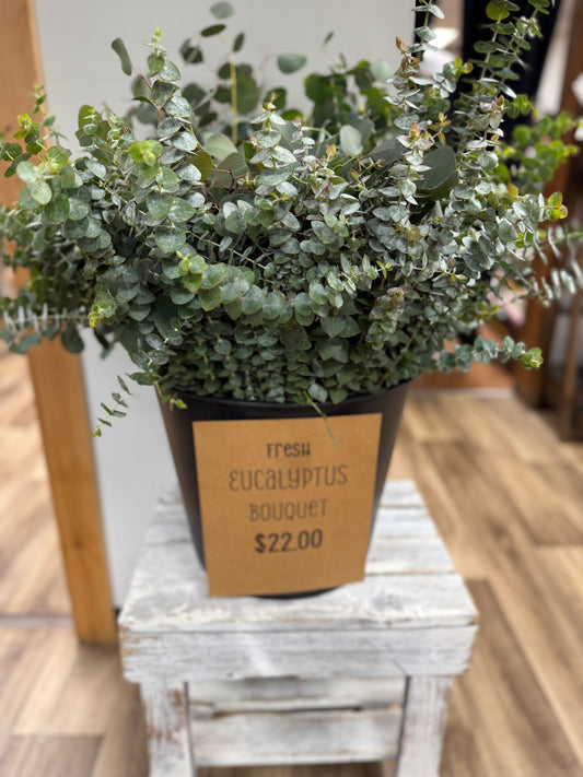 Eucalyptus